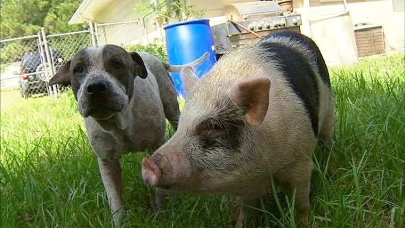 9.25.15 - Dog & Pig Wandering1
