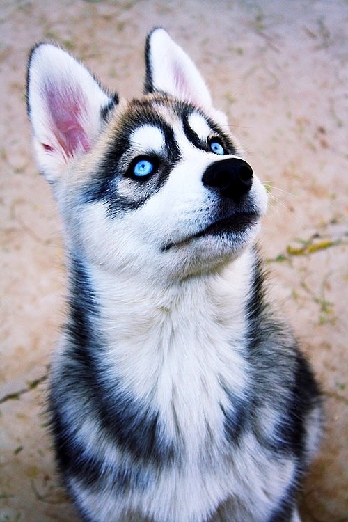 most beautiful dogs to own