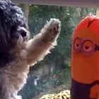 9.4.15 Dog Loses Fight Against Minion