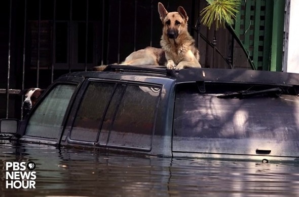 9.4.15 - How Hurricane Katrina Is Saving Pets’ Lives5