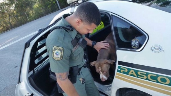 9.7.15 - dep rescues dog1