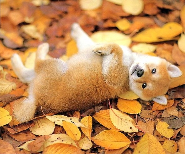 10.10.15 - Dogs Loving Autumn0
