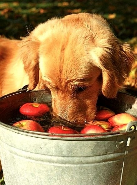 10.10.15 - Dogs Loving Autumn1