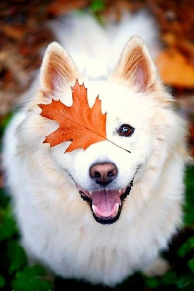 10.10.15 - Dogs Loving Autumn12