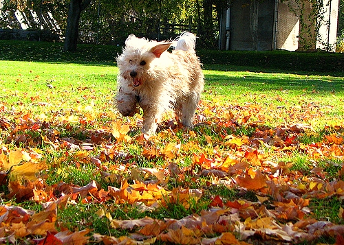 10.10.15 - Dogs Loving Autumn13