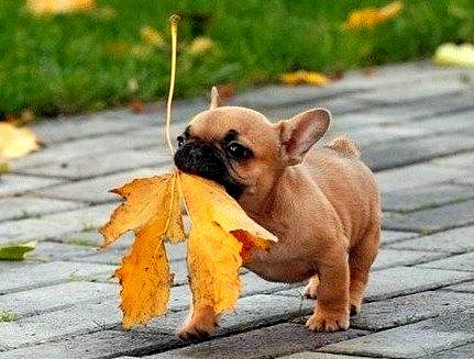 10.10.15 - Dogs Loving Autumn14