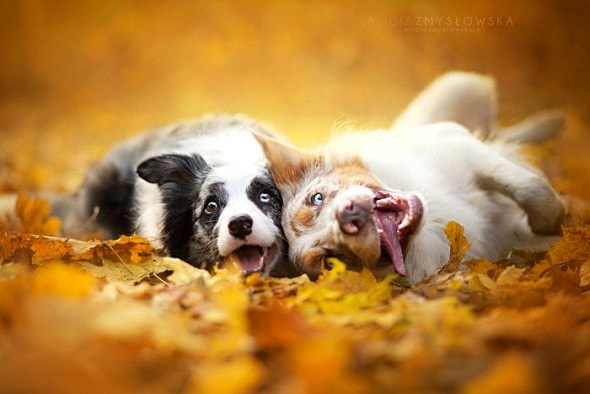 10.10.15 - Dogs Loving Autumn15