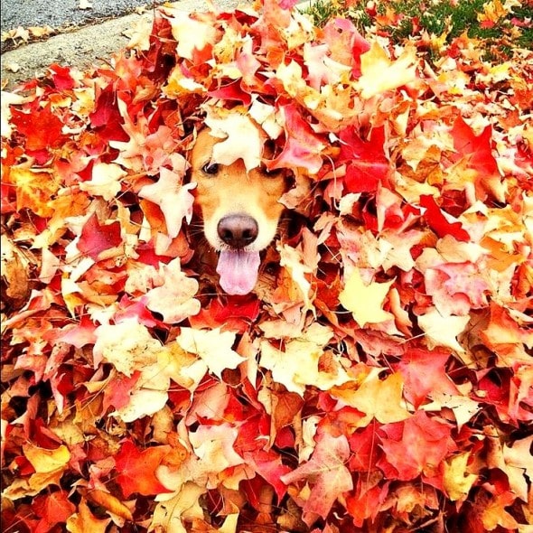 10.10.15 - Dogs Loving Autumn16