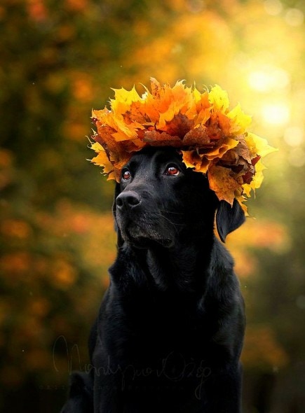 10.10.15 - Dogs Loving Autumn17
