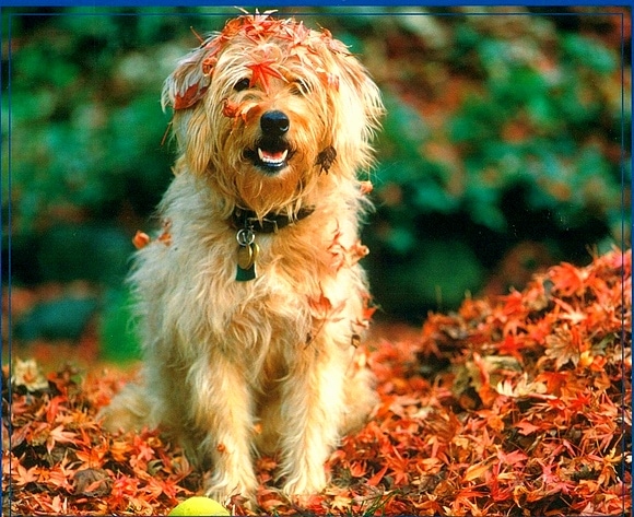 10.10.15 - Dogs Loving Autumn18