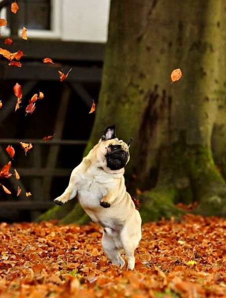 10.10.15 - Dogs Loving Autumn19
