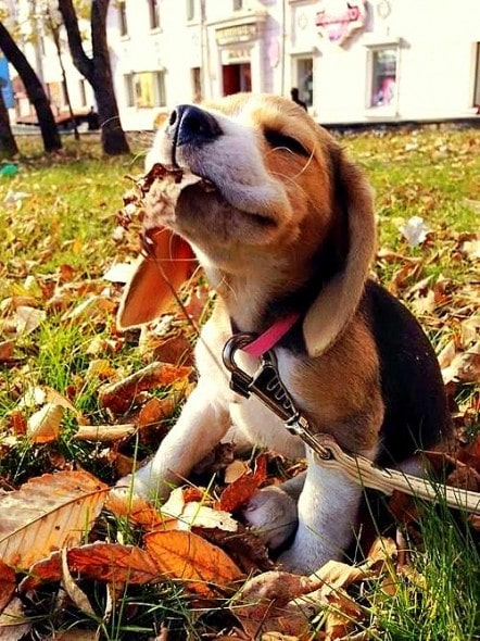 10.10.15 - Dogs Loving Autumn2