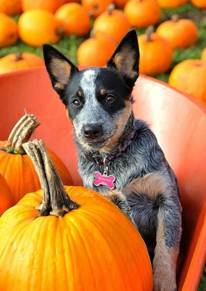10.10.15 - Dogs Loving Autumn20