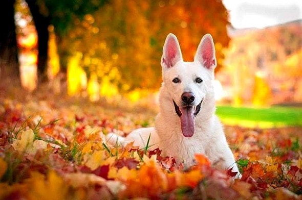 10.10.15 - Dogs Loving Autumn21