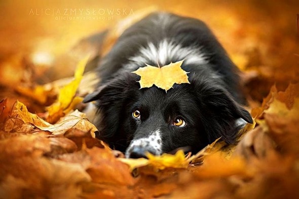 10.10.15 - Dogs Loving Autumn22