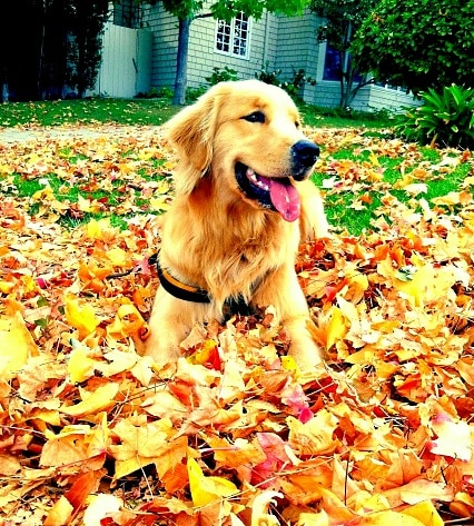 10.10.15 - Dogs Loving Autumn23