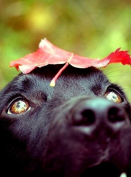 10.10.15 - Dogs Loving Autumn24