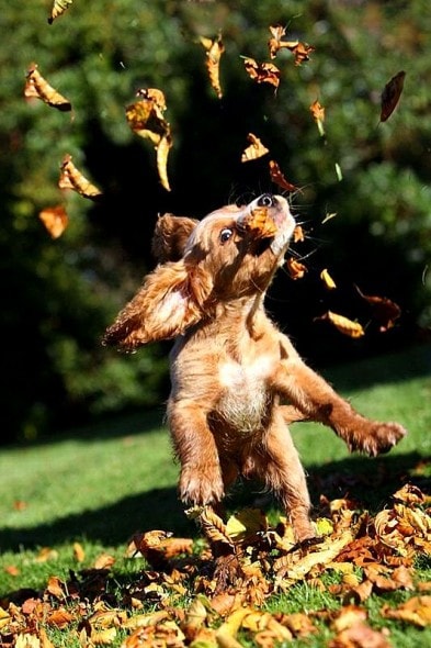 10.10.15 - Dogs Loving Autumn25
