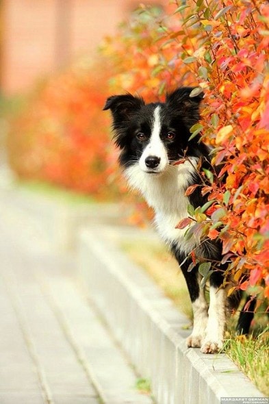 10.10.15 - Dogs Loving Autumn3