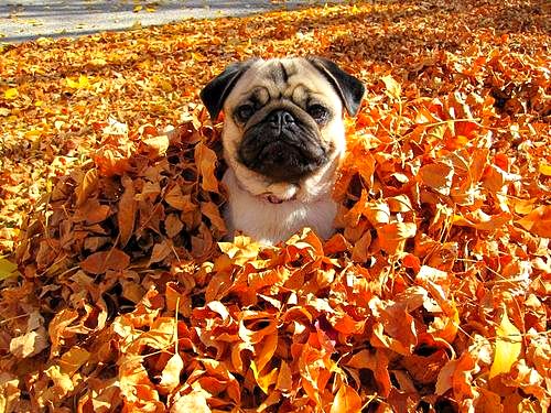 10.10.15 - Dogs Loving Autumn4