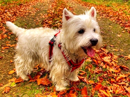10.10.15 - Dogs Loving Autumn6