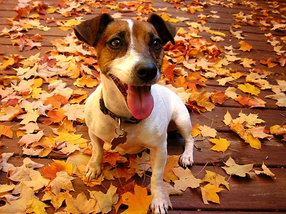10.10.15 - Dogs Loving Autumn8