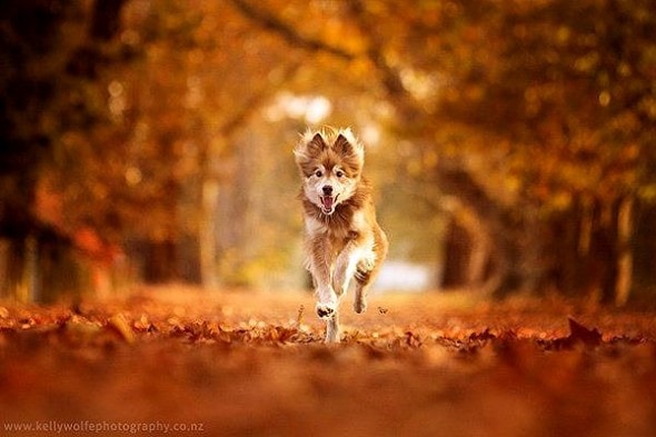 10.10.15 - Dogs Loving Autumn9