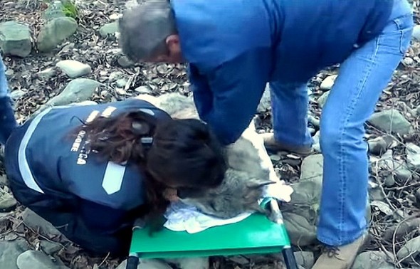10.11.15 - Frozen Wolf Revived by CPR from Incredibly Brave Heroes2