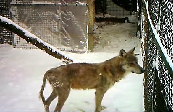 10.11.15 - Frozen Wolf Revived by CPR from Incredibly Brave Heroes3