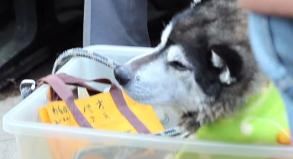 10.13.15 - dog box2