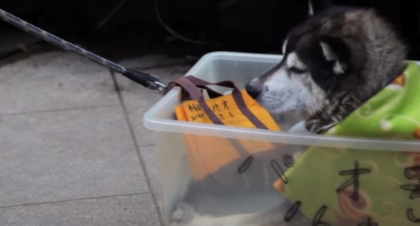 10.13.15 - dog box5