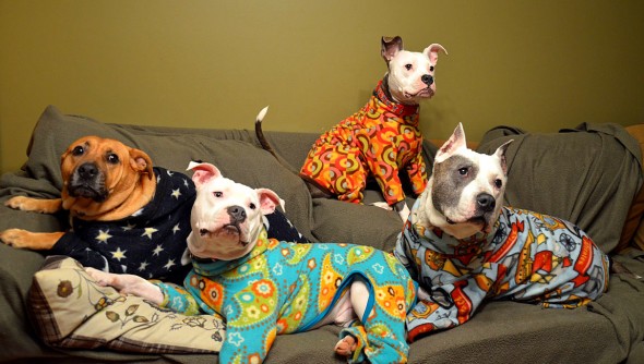 10.2.15 - Pit Bulls in Pajamas1