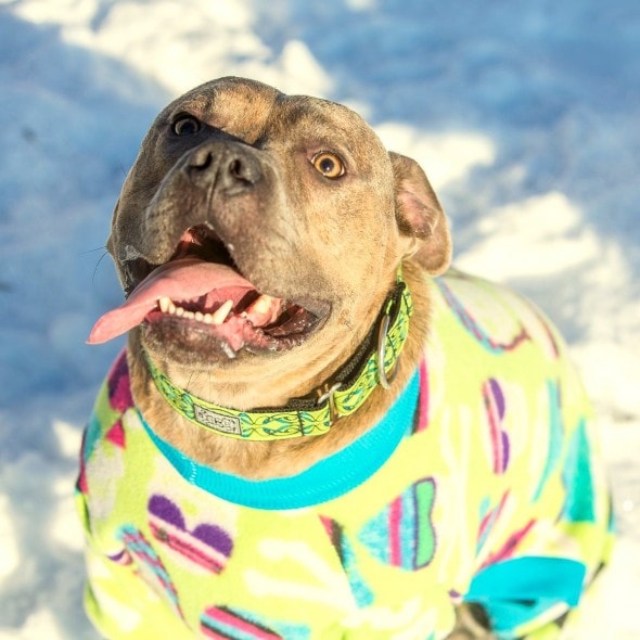 10.2.15 - Pit Bulls in Pajamas11