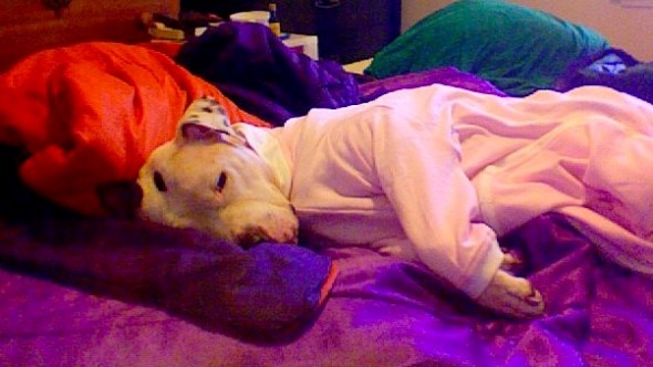 10.2.15 - Pit Bulls in Pajamas12