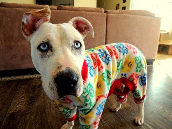 10.2.15 - Pit Bulls in Pajamas13