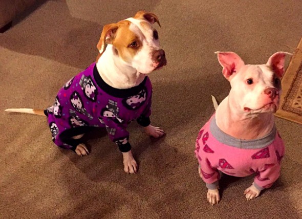 10.2.15 - Pit Bulls in Pajamas14