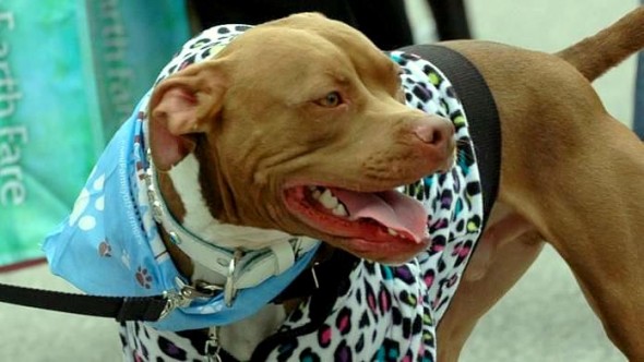 10.2.15 - Pit Bulls in Pajamas15
