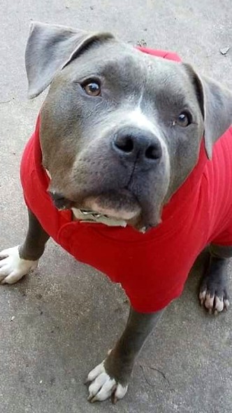 10.2.15 - Pit Bulls in Pajamas17