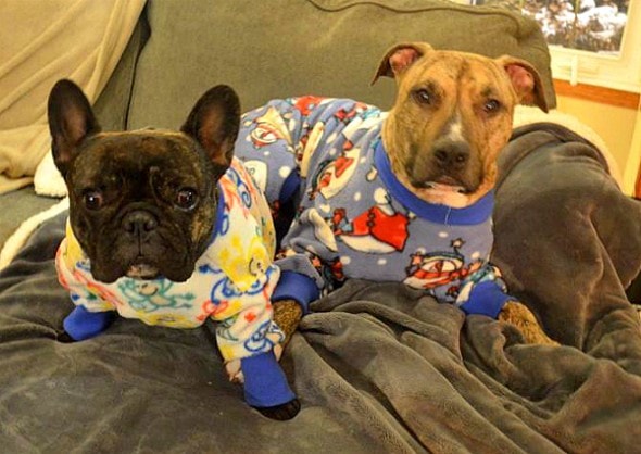 10.2.15 - Pit Bulls in Pajamas18