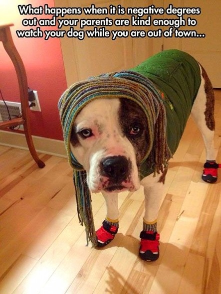 10.2.15 - Pit Bulls in Pajamas19