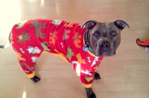 10.2.15 - Pit Bulls in Pajamas2