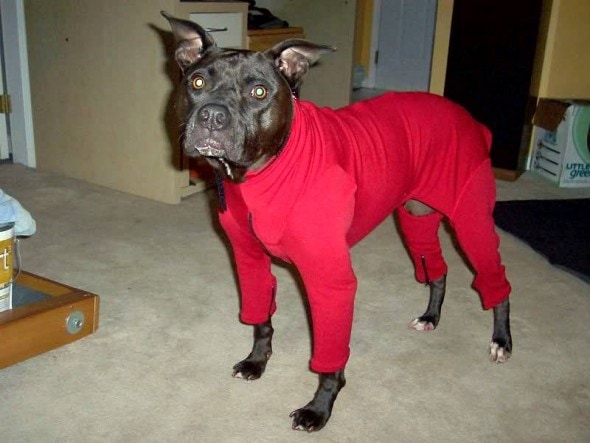 10.2.15 - Pit Bulls in Pajamas20