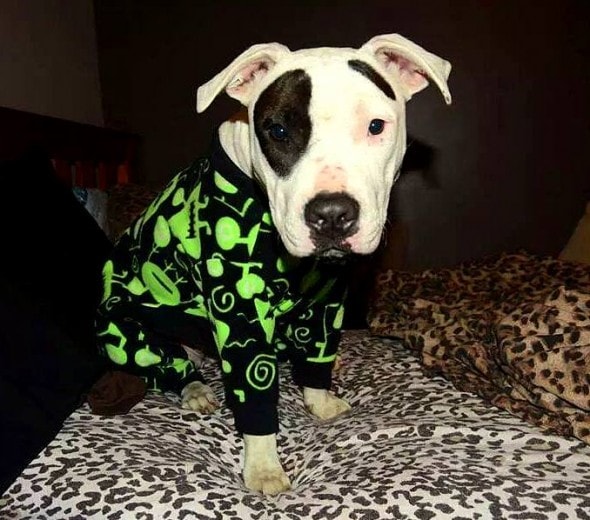 10.2.15 - Pit Bulls in Pajamas21