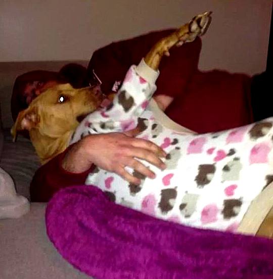 10.2.15 - Pit Bulls in Pajamas22