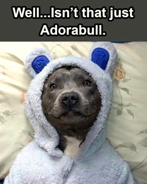 10.2.15 - Pit Bulls in Pajamas23