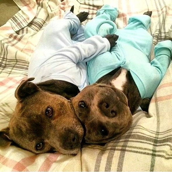 10.2.15 - Pit Bulls in Pajamas30