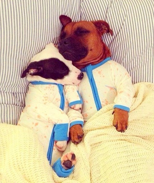 10.2.15 - Pit Bulls in Pajamas4