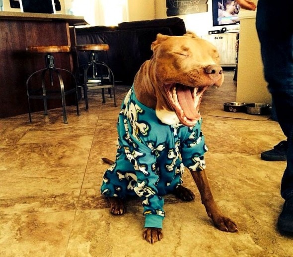 10.2.15 - Pit Bulls in Pajamas5