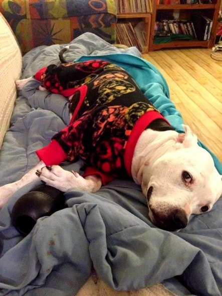 10.2.15 - Pit Bulls in Pajamas6