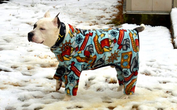 10.2.15 - Pit Bulls in Pajamas8
